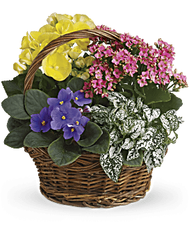 Teleflora's Secret Garden Basket #PL8TA • Canada Flowers