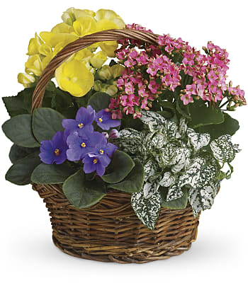 Spring Has Sprung Mixed Basket Plants