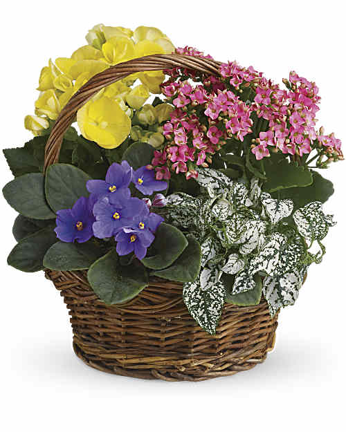 Spring Has Sprung Mixed Basket - Teleflora