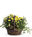 Yellow Trio Basket Plants