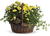 Yellow Trio Basket Plants