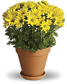 Yellow , Daisies , Sweet As A Daisy , Same Day Flower Delivery By Teleflora