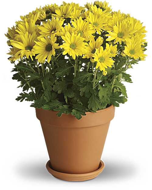 Yellow | Daisies | Sweet As A Daisy | Same Day Flower Delivery by Teleflora