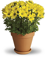 Sweet as a Daisy Mum Plant