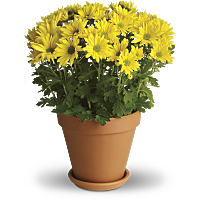 chrysanthemum