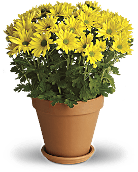 Sweet as a Daisy Plant - Teleflora