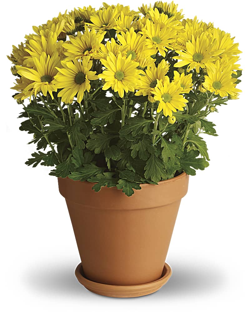 Sweet as a Daisy Plant Teleflora