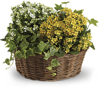kalanchoe and ivy plant gift Basket of Joy