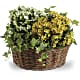 Basket of Joy