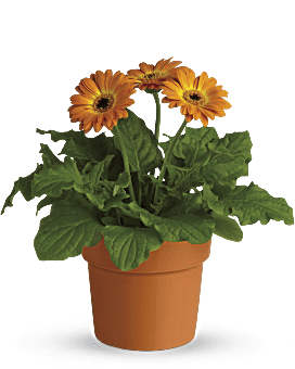 Gerbera Rayons d'arc-en-ciel en pot – plante orange