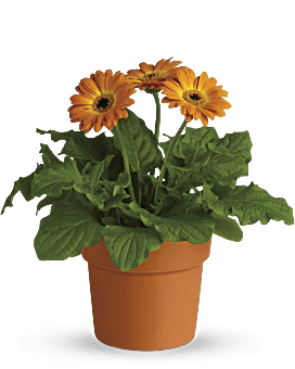 Rainbow Rays Potted Gerbera - Orange Plant