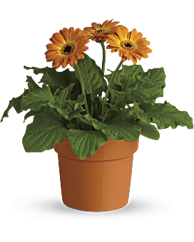 Gerbera Rayons d'arc-en-ciel en pot – plante orange