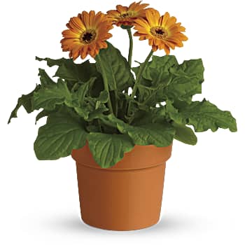 Rainbow Rays Potted Gerbera - Orange