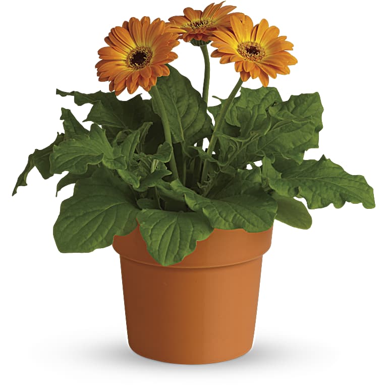 Rainbow Rays Potted Gerbera - Orange