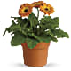 Rainbow Rays Potted Gerbera - Orange