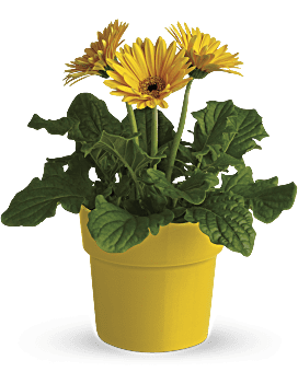 Yellow , Daisies , Rainbow Rays Potted Gerbera , Same Day Flower Delivery By Teleflora