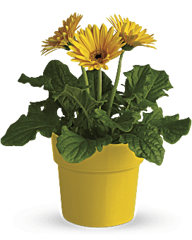 Rainbow Rays Potted Gerbera - Yellow