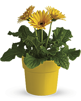 Rainbow Rays Potted Gerbera - Yellow Plant