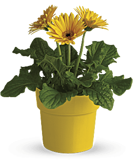 Rainbow Rays Potted Gerbera - Yellow Plant