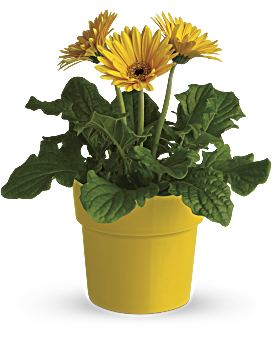 RainbowRaysPottedGerbera-Yellow