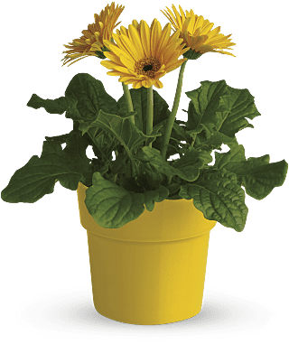 Rainbow Rays - Yellow Potted Gerbera