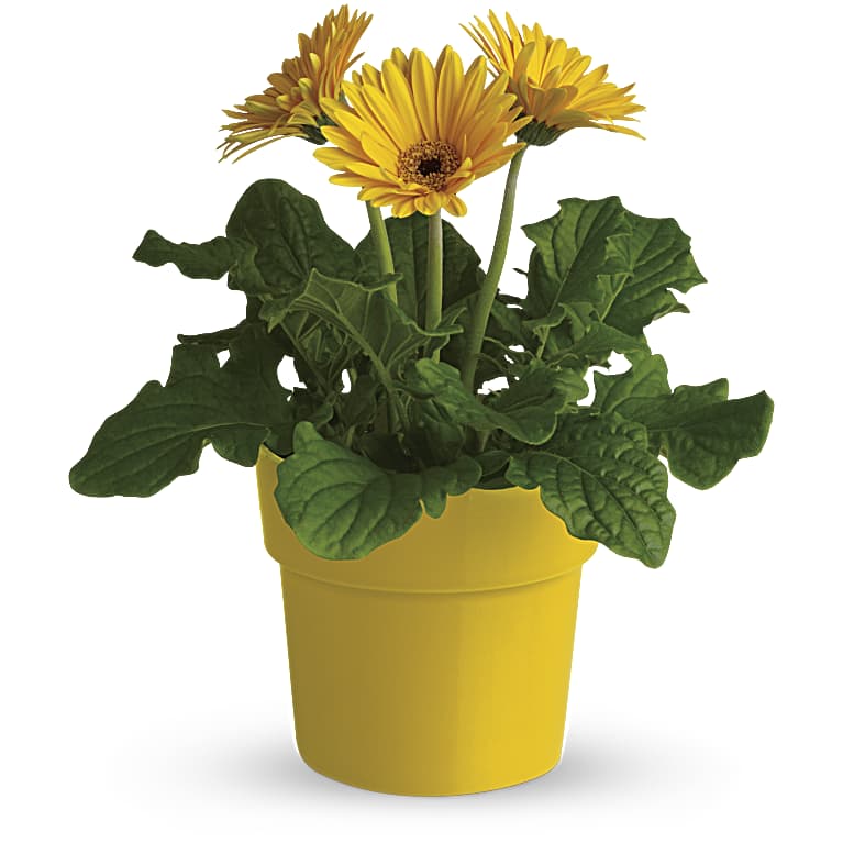 Rainbow Rays Potted Gerbera - Yellow