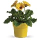 Rainbow Rays Potted Gerbera - Yellow