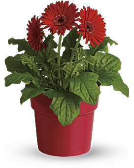 Gerbera Rayons d'arc-en-ciel en pot – Plante rouge