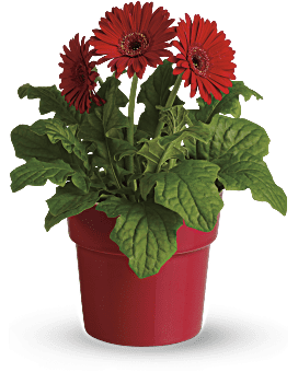 Gerbera en maceta Rainbow Rays - Planta roja