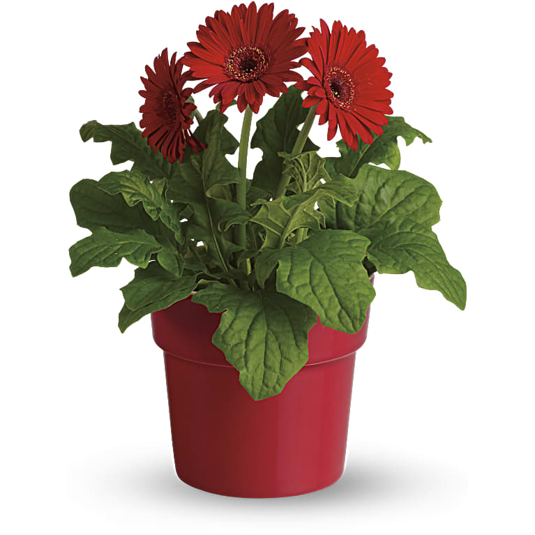 Rainbow Rays Potted Gerbera - Red
