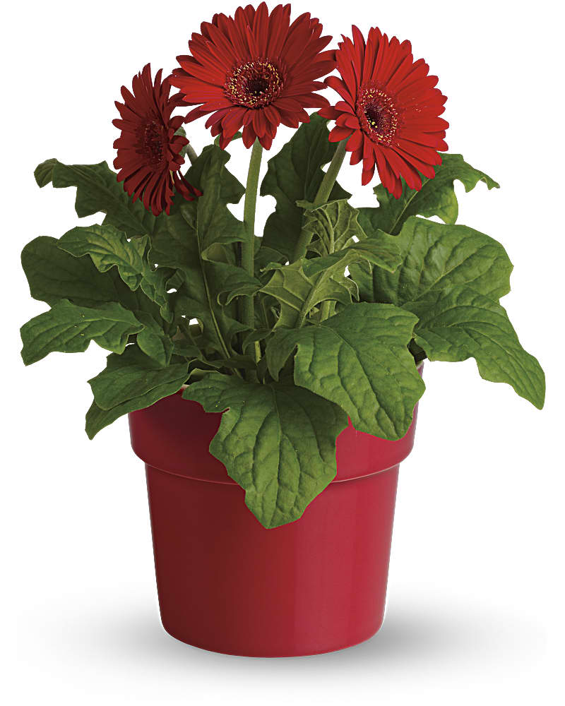 rainbow rays potted gerbera - red