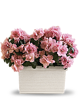 Pink , Mixed Bouquets , Sweet Azalea Delight , Same Day Flower Delivery By Teleflora