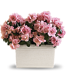 Sweet Azalea Delight Plant