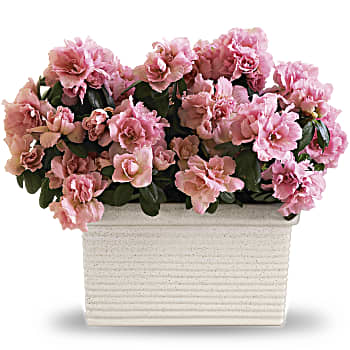 Sweet Azalea Delight