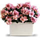 Sweet Azalea Delight