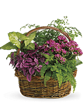 Maidenhair Fern, Boston Fern, Pink Kalanchoe, Pink Hypoestes & Green Nephthytis In A Round Wicker Basket. Same Day Flower Delivery From Teleflora.
