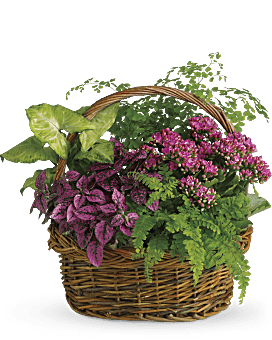 Secret Garden Basket Plant