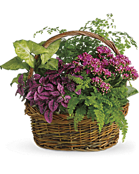 Secret Garden Basket Plant