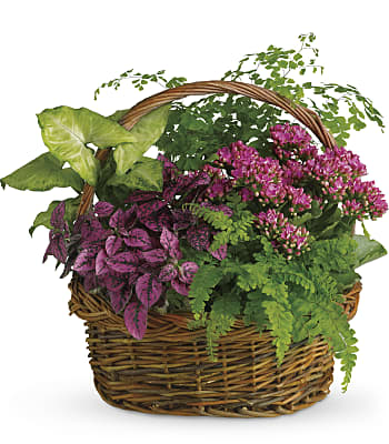 Secret Garden Basket Plants