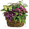 Secret Garden Basket Plant