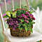 Secret Garden Basket Plant 
