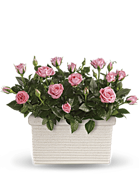 Pink , Roses , Rose Repose , Same Day Flower Delivery By Teleflora