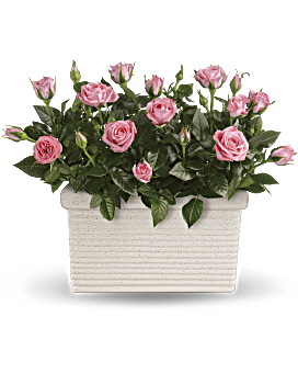 Bouquet de sanctuaire de roses