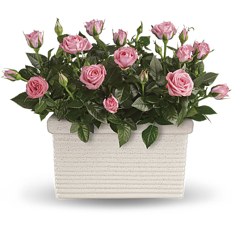 Rose Repose