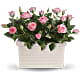Rose Repose