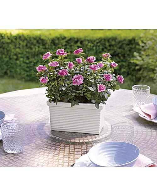 Rose Repose Bouquet - Teleflora