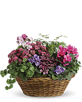 Pink , Roses , Simply Chic Mixed Plant Basket , Same Day Flower Delivery By Teleflora