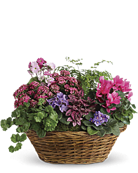 Simply Chic Mixed Plant Basket Basket Arrangement