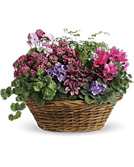 Simply Chic Mixed Plant Basket Basket Arrangement