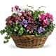 Simply Chic Mixed Plant Basket